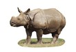Indian Rhinoceros