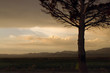 Sunset Tree