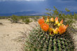 Cactus Blossom