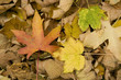 Fall 14 2008