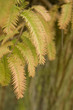 Fall oct 2008 14