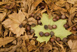 Fall oct 2008 20