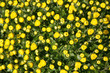 Photo: Colourful flower display in Croatian market in Zagreb Colourful flower display in Croatian market in Zagreb