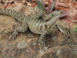 Water Dragon Lizard