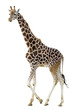 Détourage d'une girafe