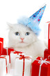 White cat with gifts on a white background White cat with gifts on a white background