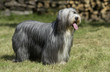 bearded collie à l'arrêt