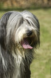 jolie tête de bearded collie