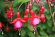fuschia