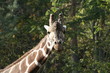 639 - Giraffe