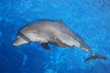 DAUPHIN UM DAUPHIN UM