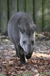 679 - Flachlandtapir
