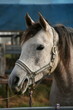 Foto: Cheval Cheval