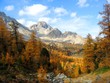Forêt de mélèzes