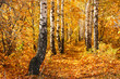 Birch autumnal alley. Sun weather. Nature background.