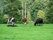 Vaches dans le pré Vaches dans le pré