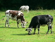 Vaches broutent dans le pré Vaches broutent dans le pré
