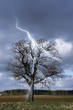 Blitz schlägt in einen Baum ein