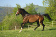 Image : Horse on pasture