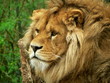 La sagesse du lion La sagesse du lion
