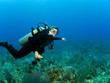 Horizontal Scuba Diver with Copy Space on a Caribbean Reef
