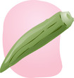 Sketch of okra. Hand-drawn lineart look illustration