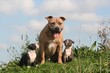 la mere et des deux chiots american staffordshire la mere et des deux chiots american staffordshire