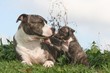 l'amour entre un chiot et sa mere american staffordshire l'amour entre un chiot et sa mere american staffordshire