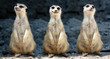 Erdmännchen grinsend collage