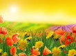 dreamy landscape - fields and meadows