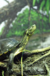 Tortue