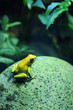 Grenouille jaune Grenouille jaune