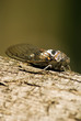 a mediterranean cicada on a olive tree