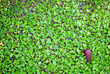 carpet of clover field