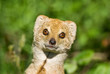 Yellow Mongoose Yellow Mongoose