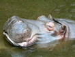 Quand dort l'Hippopotame Quand dort l'Hippopotame
