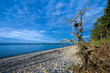 Tree roots on the sea coast.