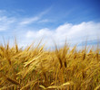 Wheat