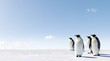 Foto: Emperor Penguins in Antacrctica Emperor Penguins in Antacrctica