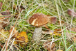 Pilz