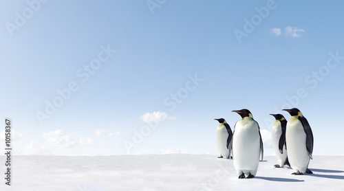 Foto: Emperor Penguins in Antacrctica Emperor Penguins in Antacrctica