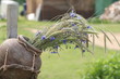 Latvian traditional composition - clay pot with cornflowers