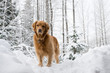 Dogs. Golden retrievers in snow. Dogs. Golden retrievers in snow.