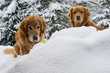 Dogs. Golden retrievers playing in snow. Dogs. Golden retrievers playing in snow.