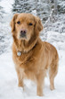 Dogs. Golden retrievers in snow. Dogs. Golden retrievers in snow.