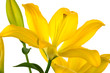 Beautiful yellow lily on a white background Beautiful yellow lily on a white background