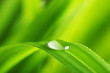 Photo en ligne au meilleur prix Plant