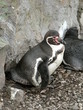 Pingouin Pingouin