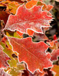November leaves