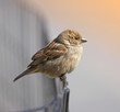 A photo of a sparrow an early, misty morning